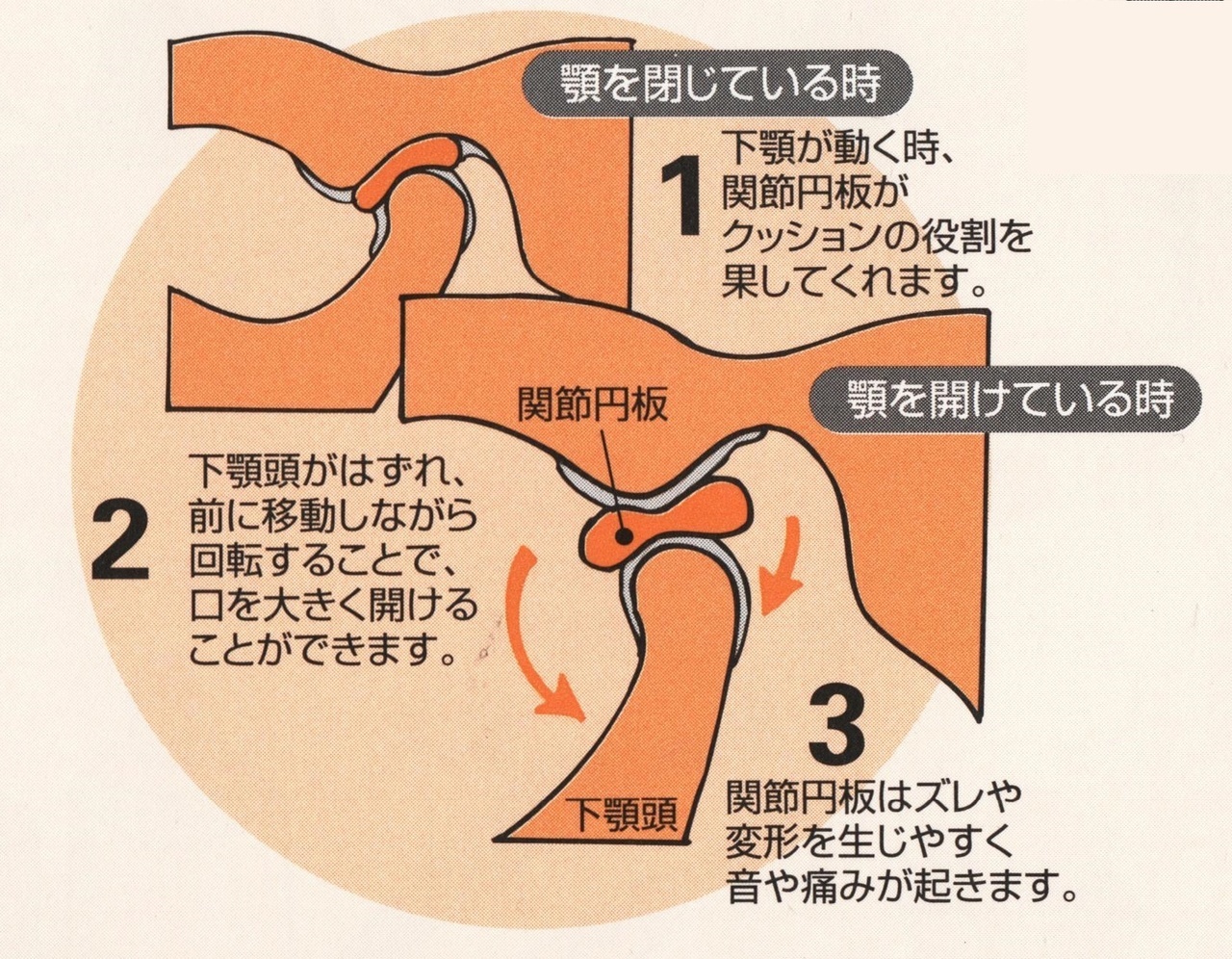 顎 噛み 合わせ